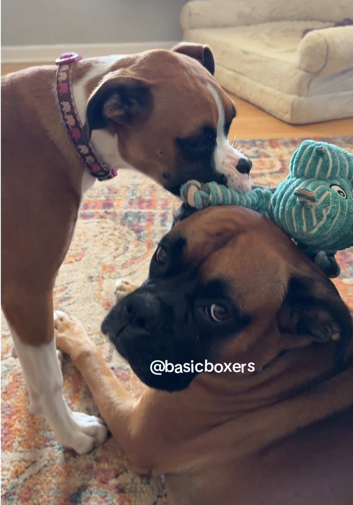 @basicboxers