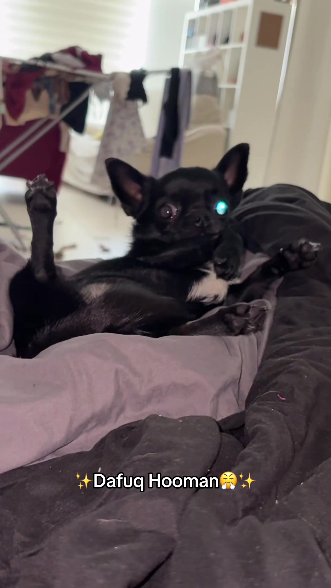@the_chihuahua_mochi