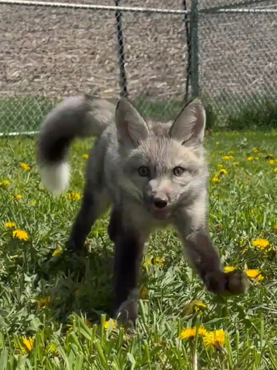 @saveafox