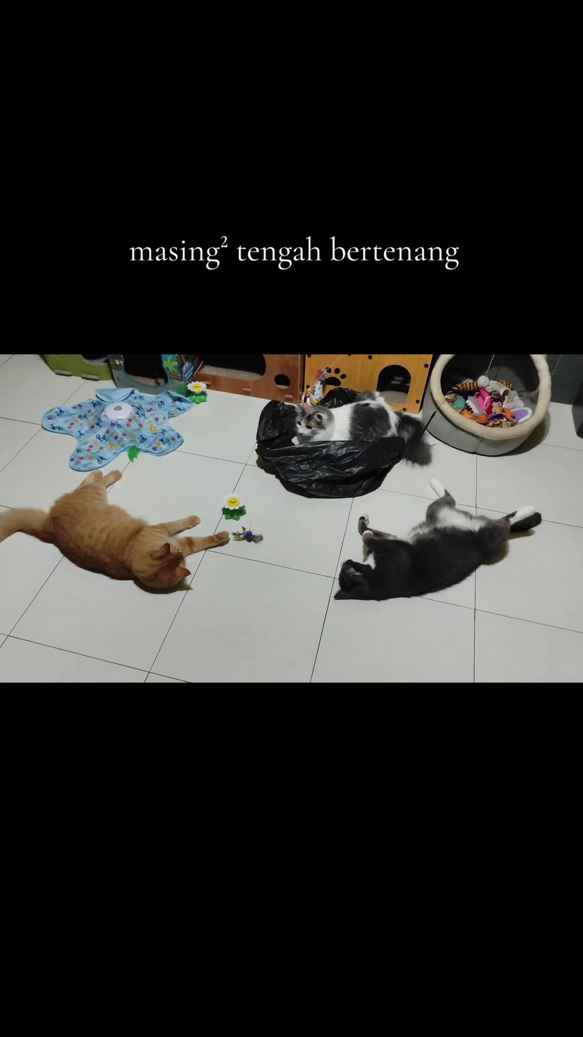 @Omma Kucing 🇲🇾🍉