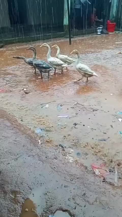 @সুখী জীবন ❤️🫶❤️