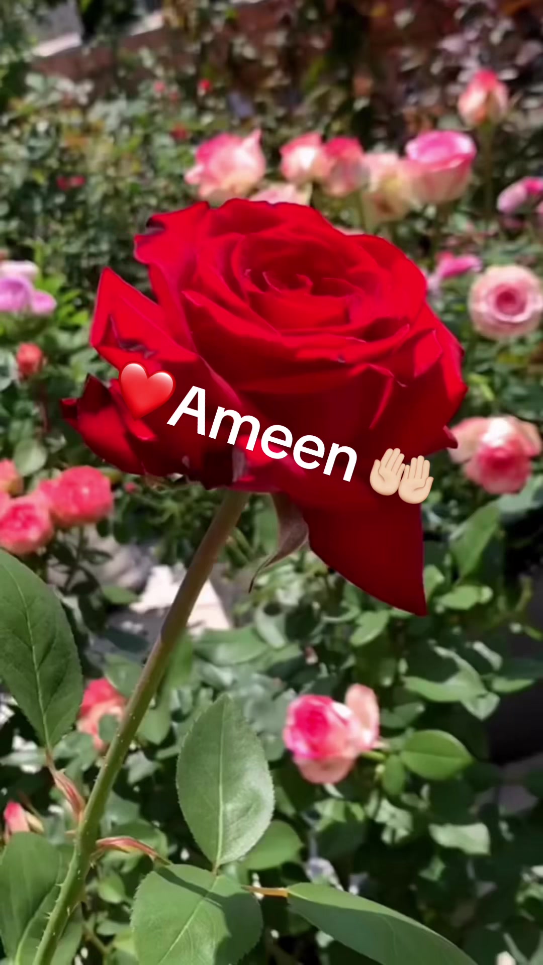 @Aisha jzee