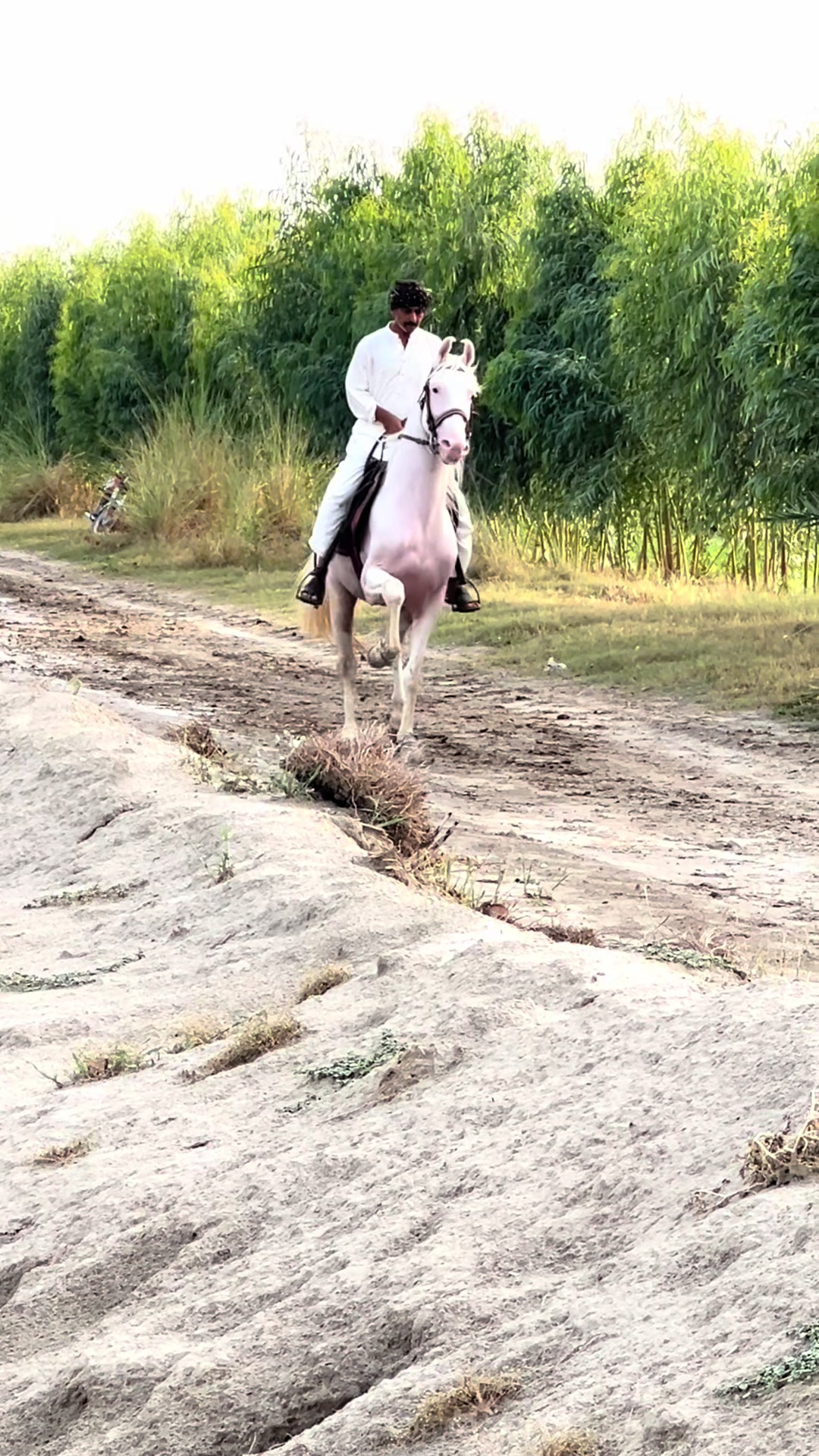 @SUNRISE STUD FARMS RAWALPINDI