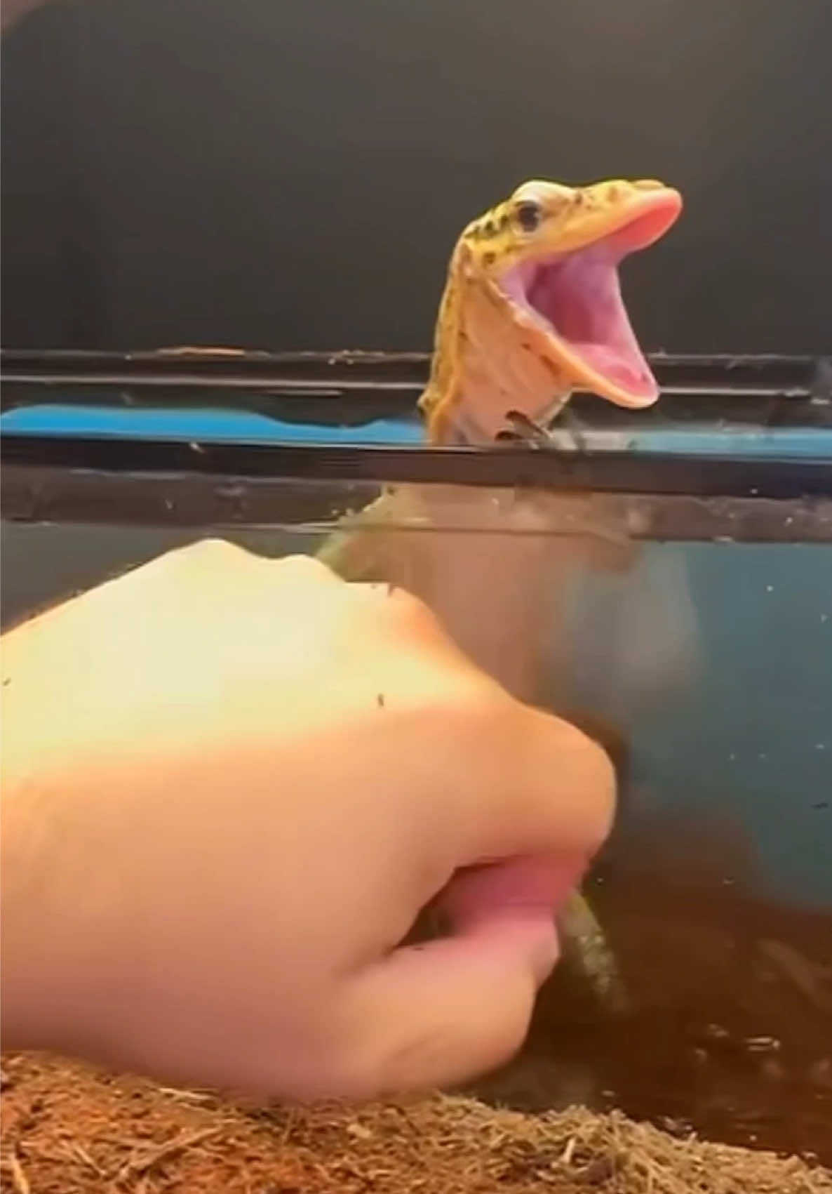 @Tommys_reptiles