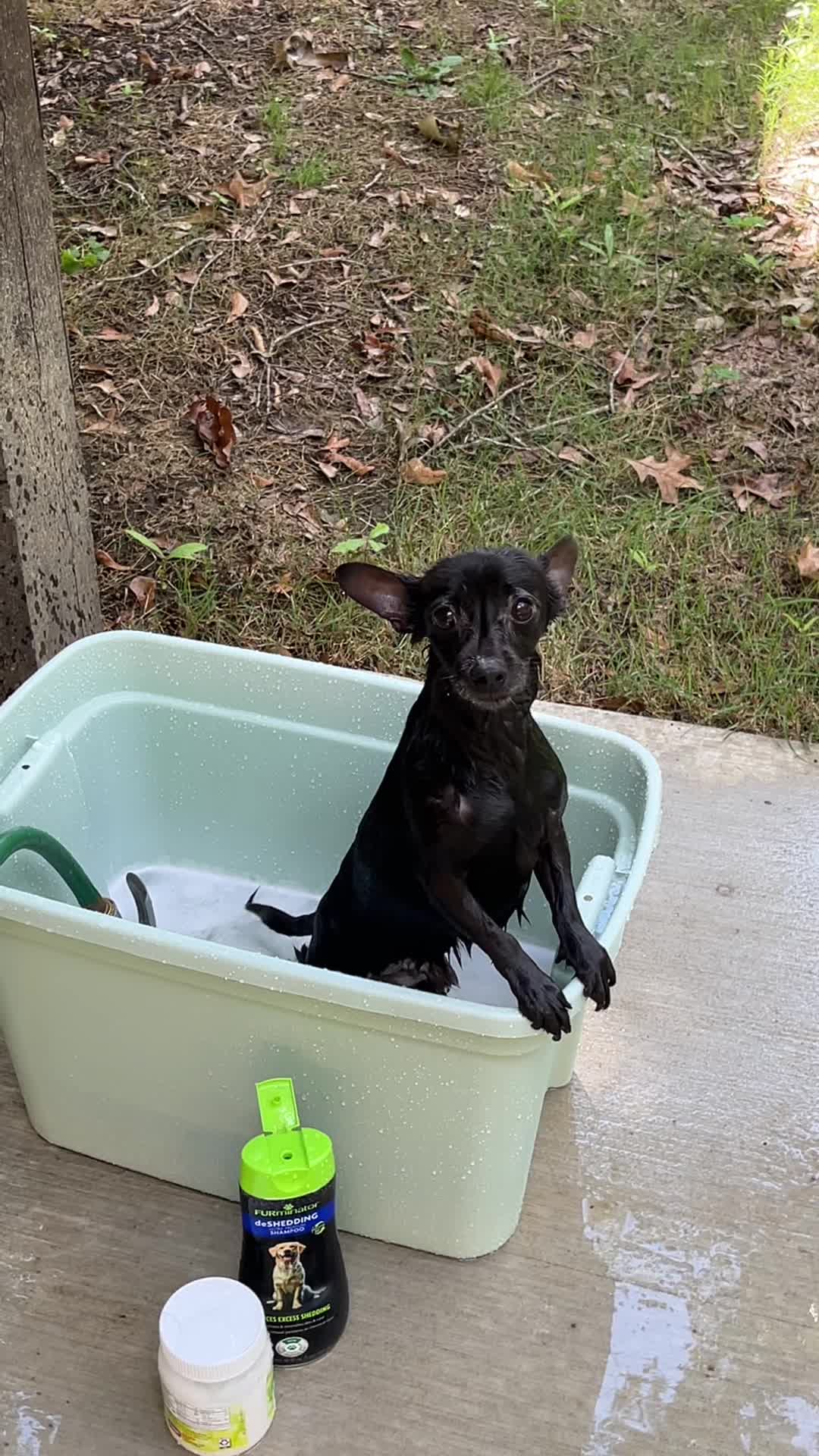 @Blackjack_Chihuahua