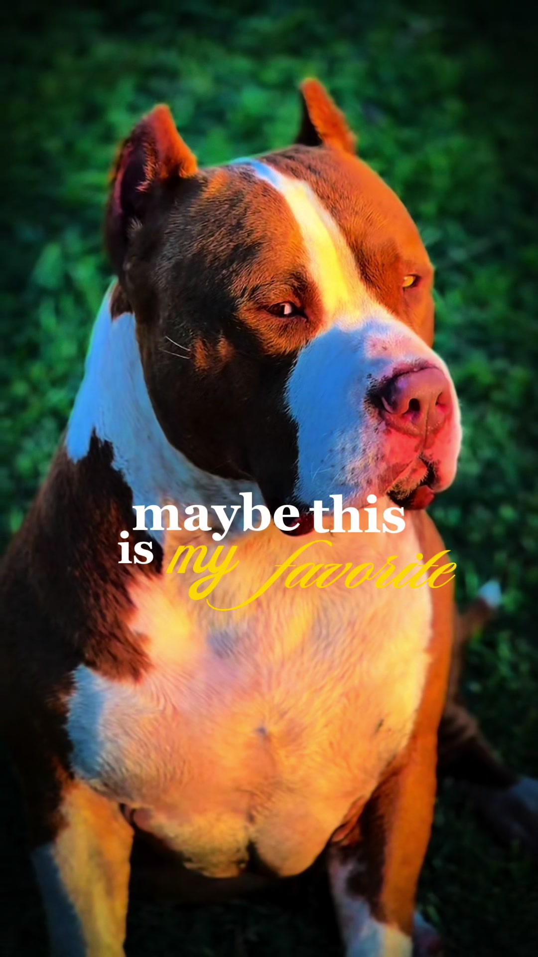 @🐾 Boundless Bullies 🐾