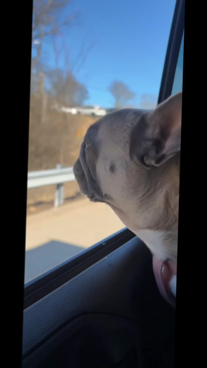 @mavisthefrenchie