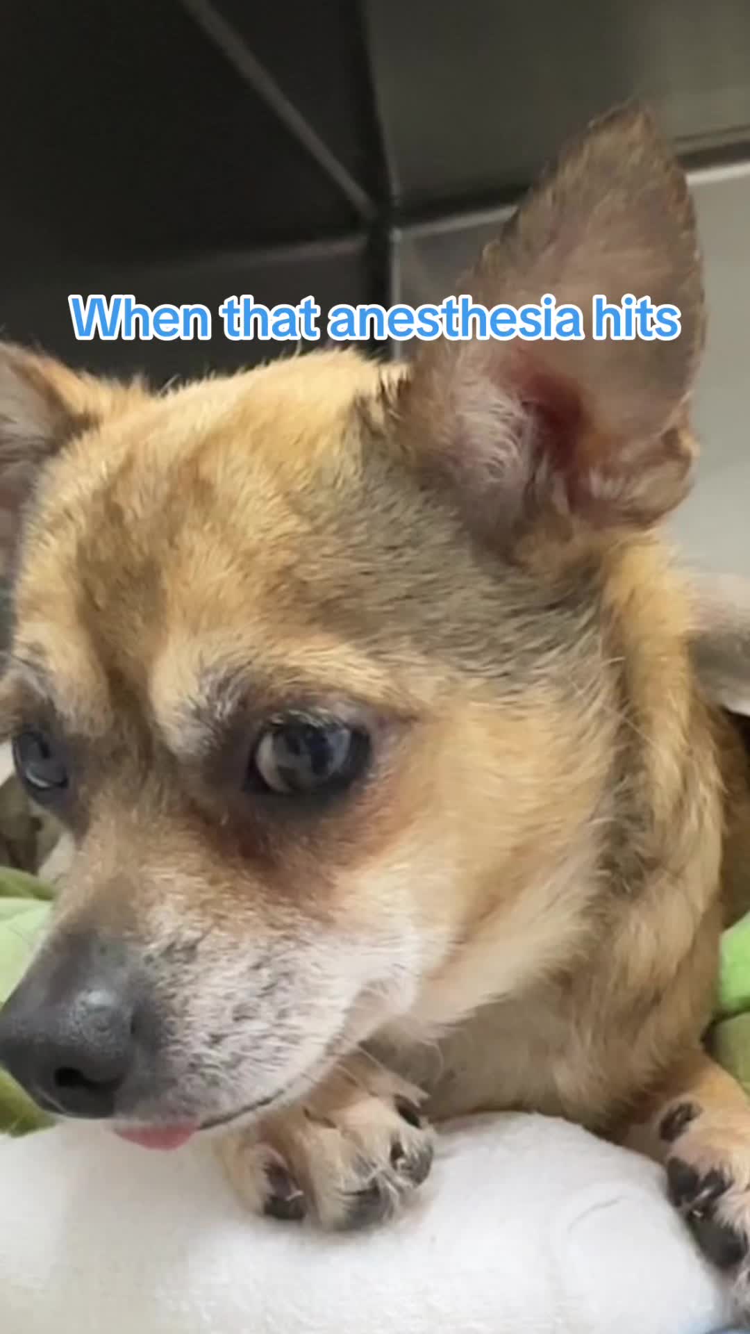 @Friends of Strays
