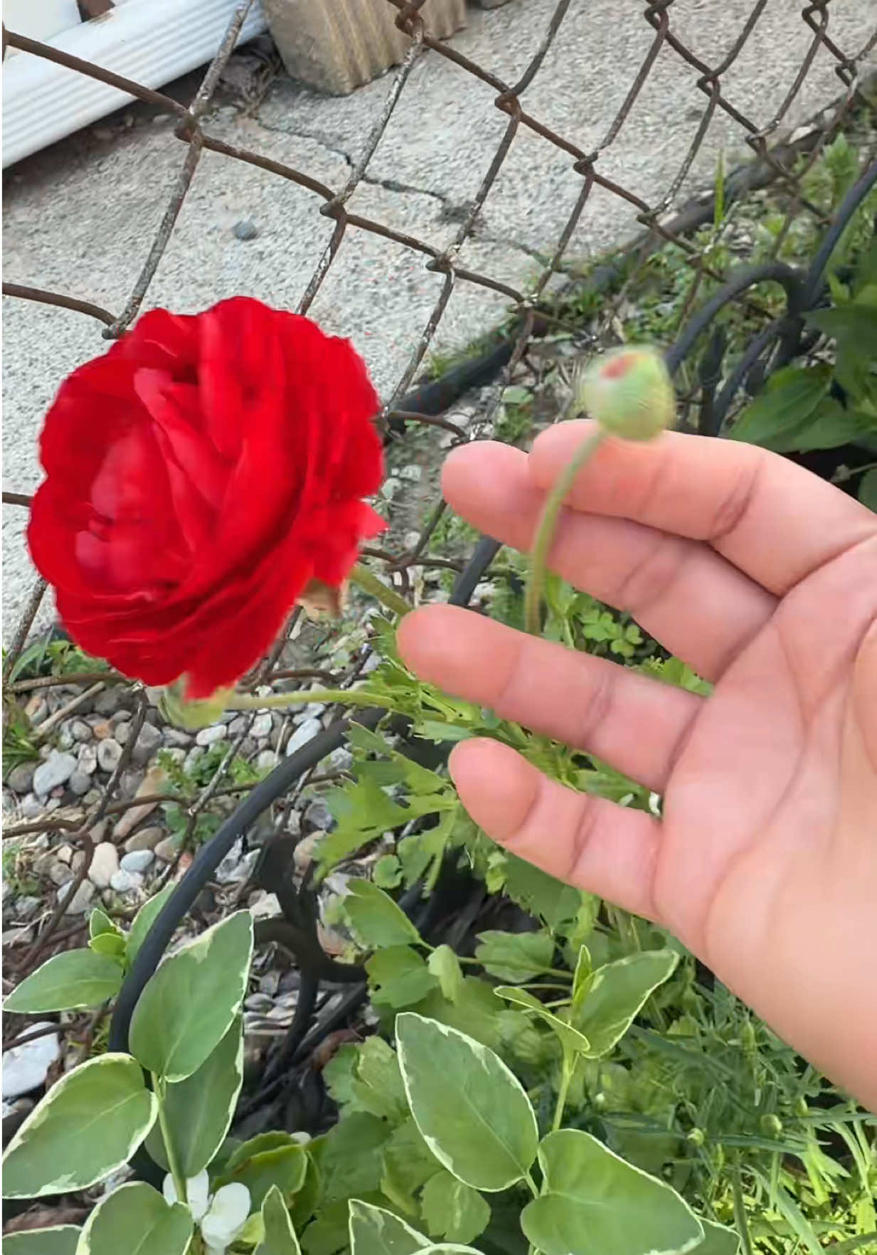@dulce.garayp
