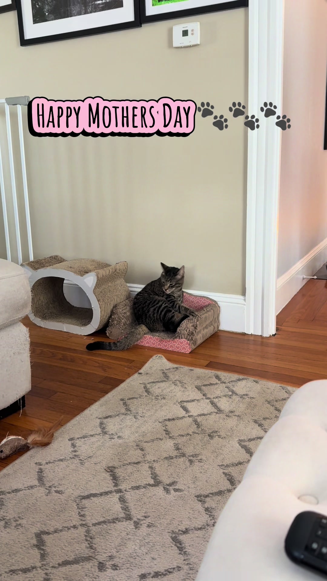 @TailsandWhiskersCo