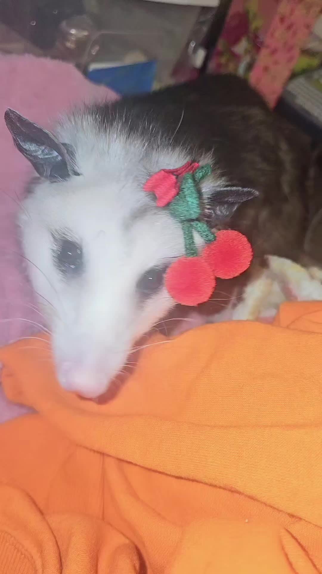 @OPOSSUM/DOG MOMMA Dea