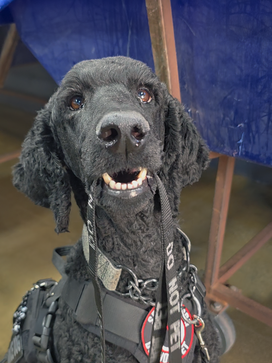 @Canine Wonders Training