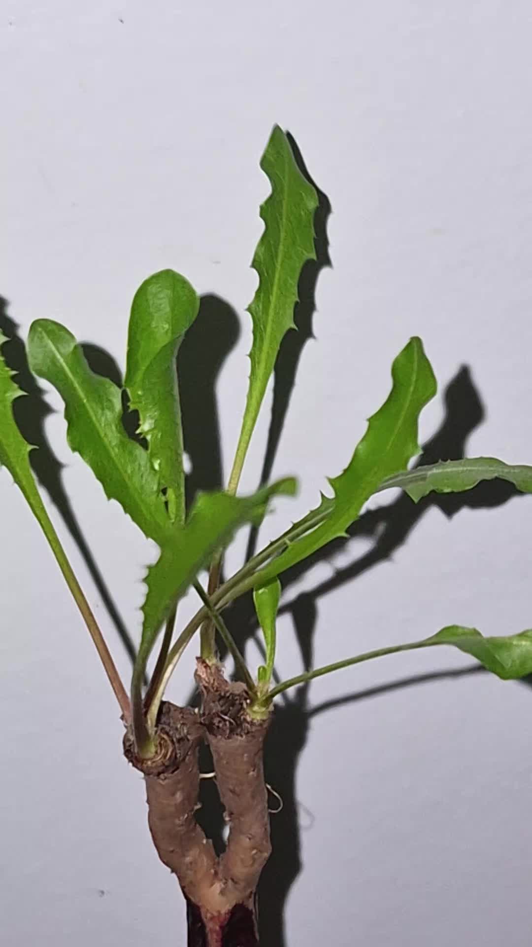 @big veiny dih hopps69🌱