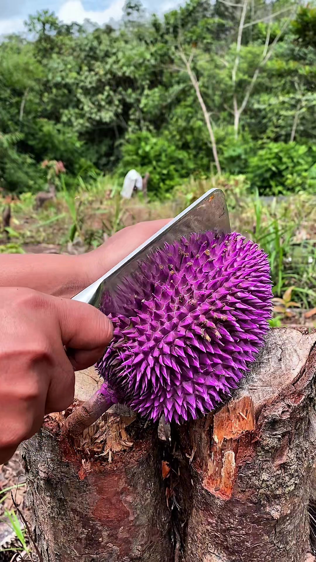 @Borneo Forester