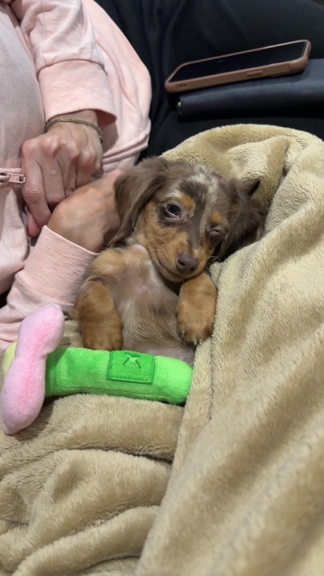 @Oli the Mini Doxie