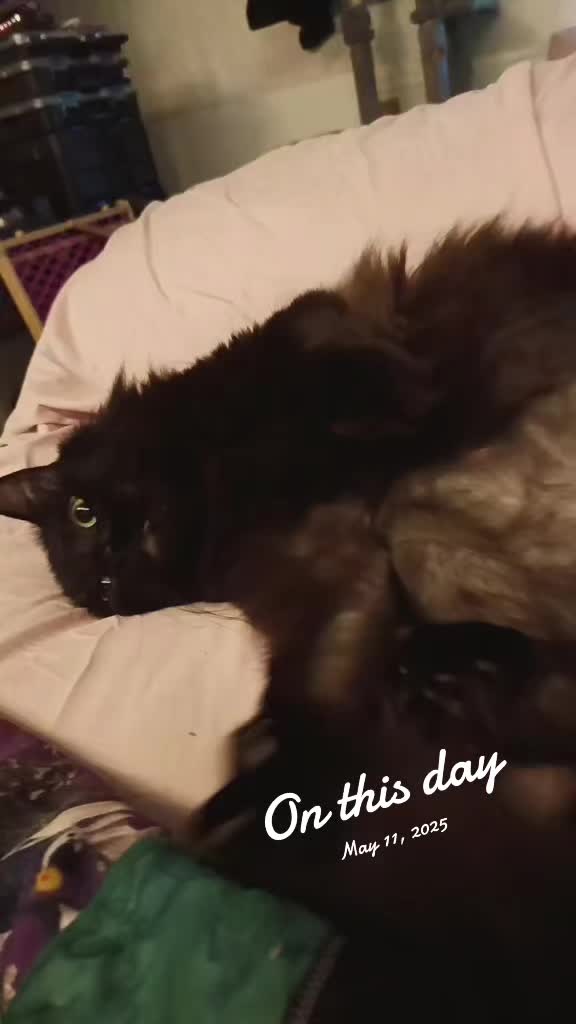 @The Metal Cat Dad!🐈🐈&zwj;⬛🐾🤘