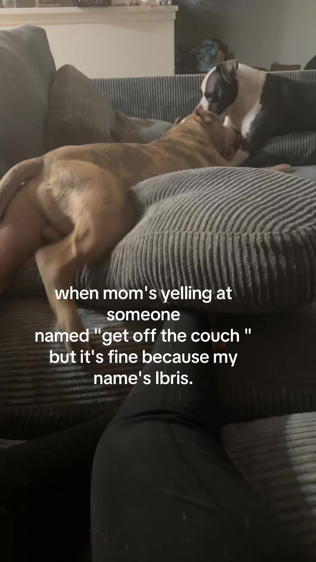 @Destructive dogs