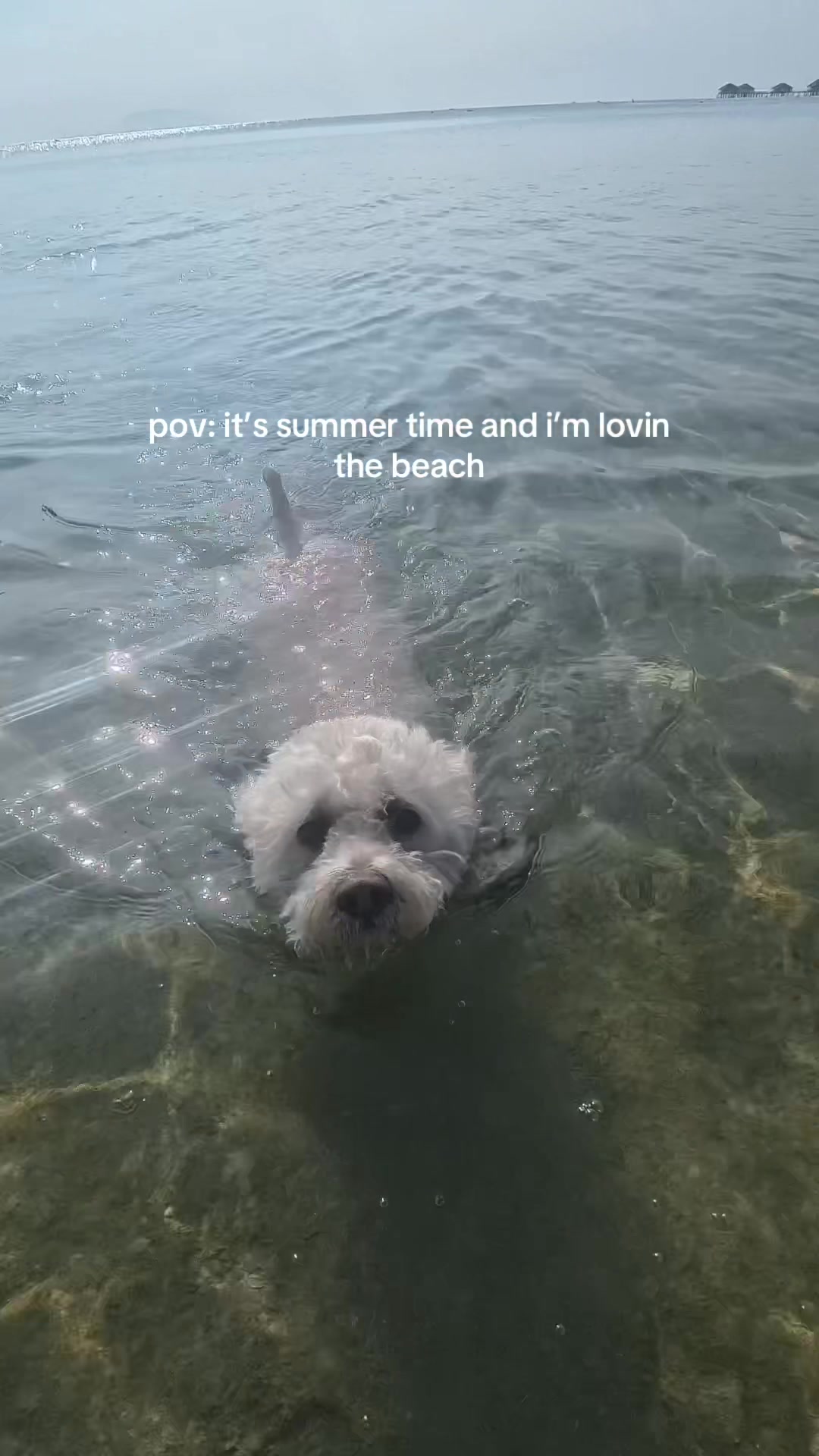 @Coco the poodle