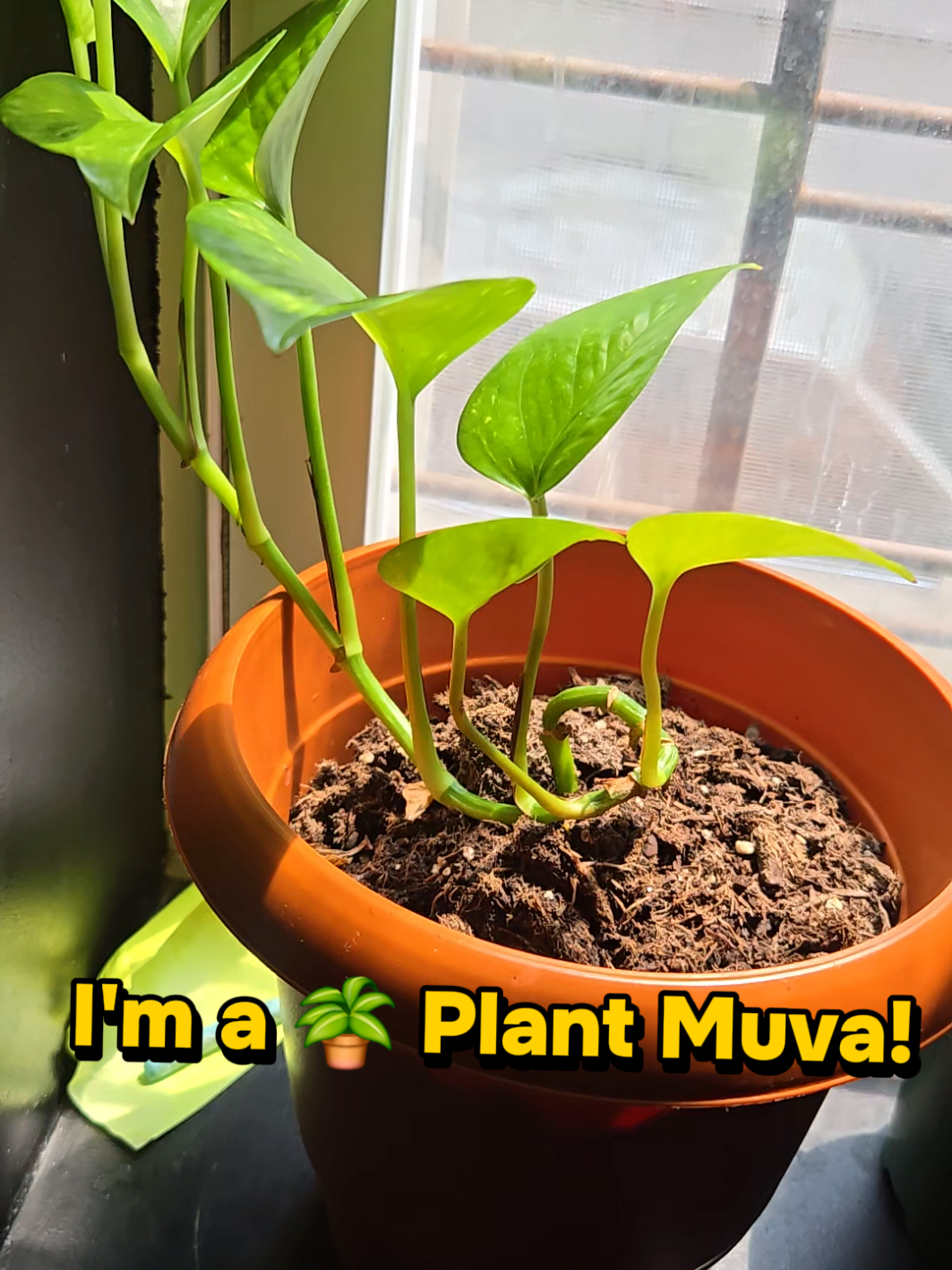 @Muva