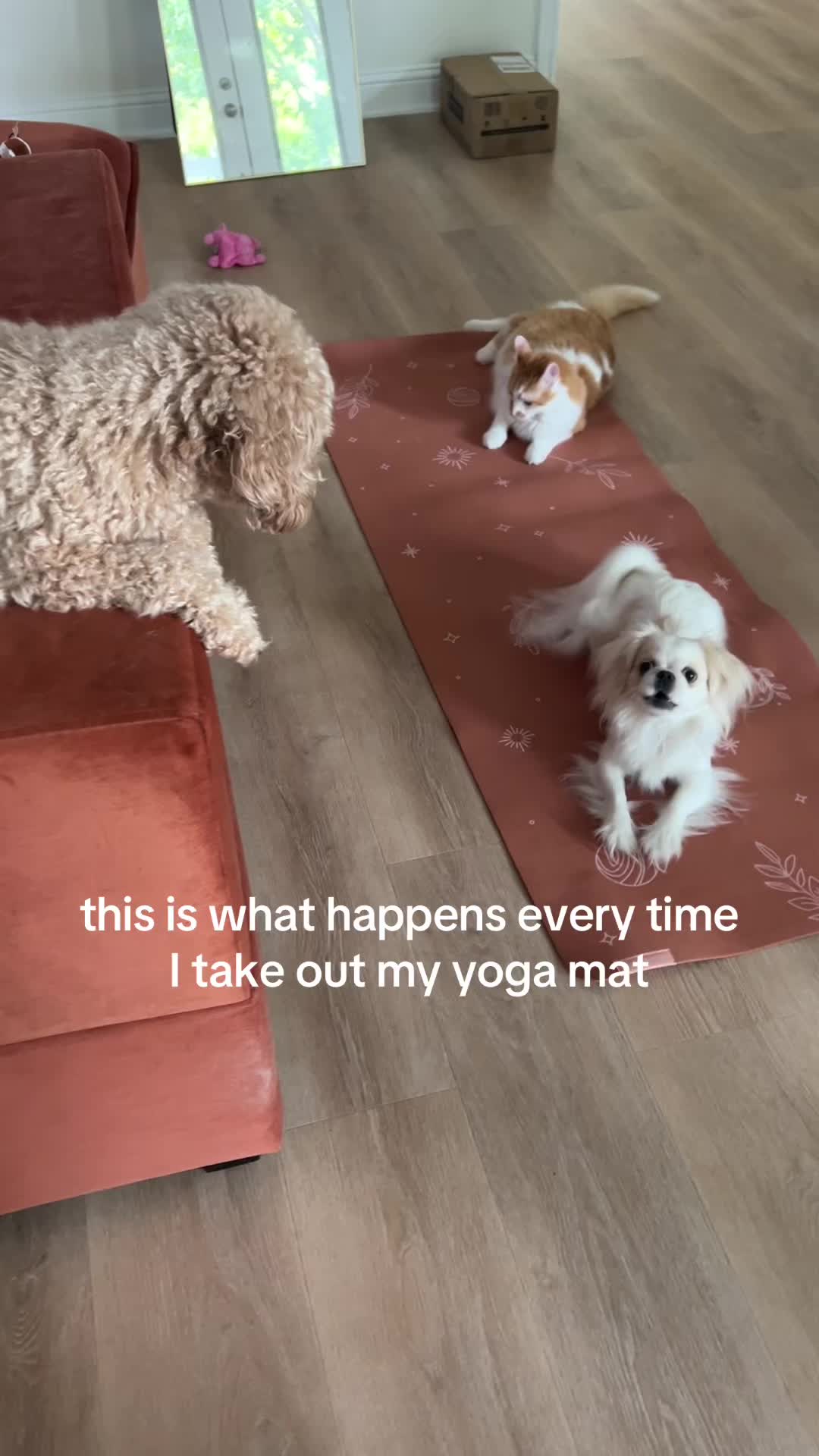 @toe beans inc!🐾