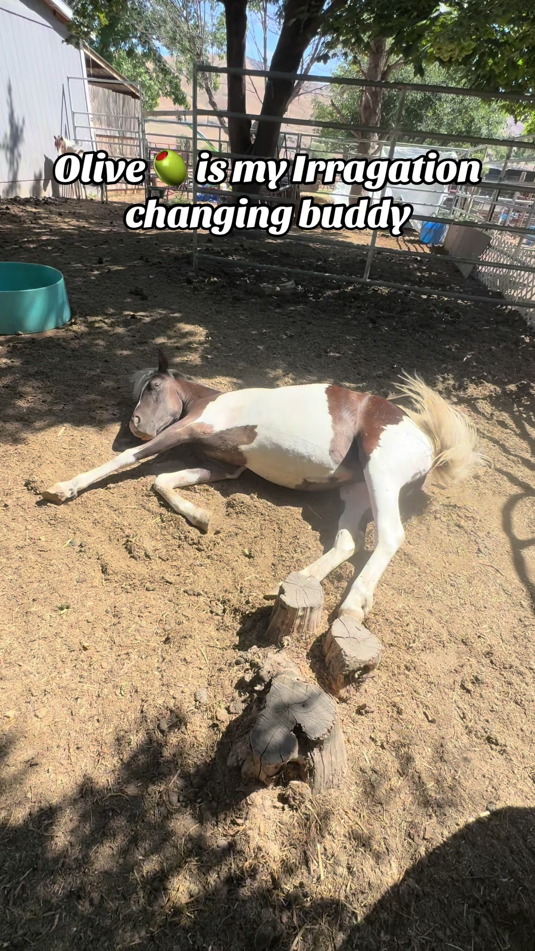 @Hot Sauce the Mini horse 🐎