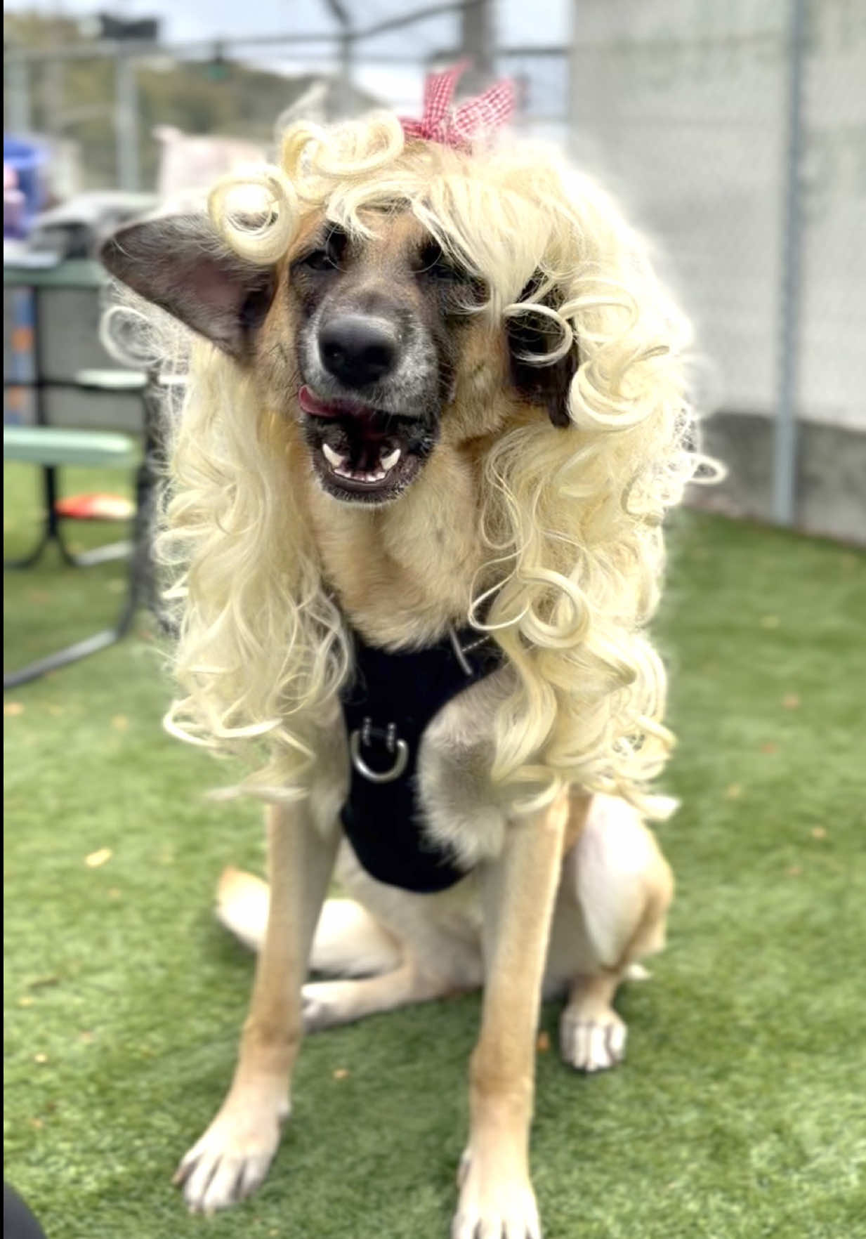 @Seattle Animal Shelter