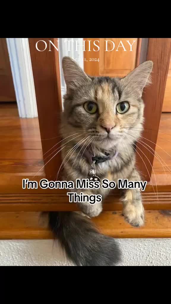 @Mad Kitti3