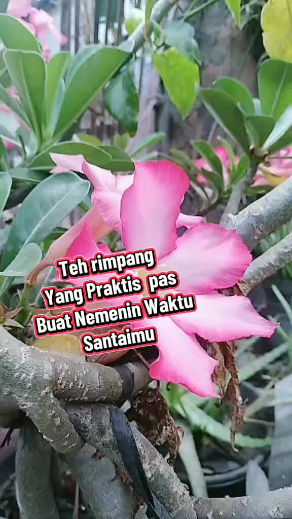 @Tiktok Masak Enak