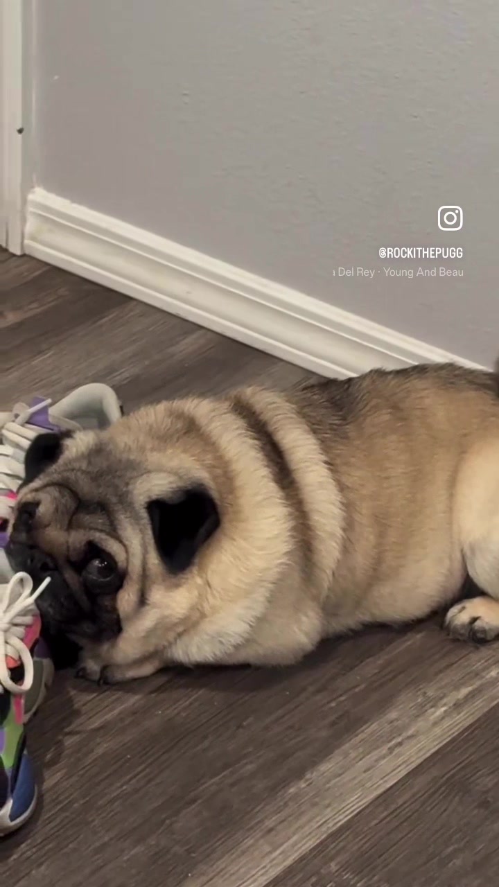 @Rocki the Pug 🐶