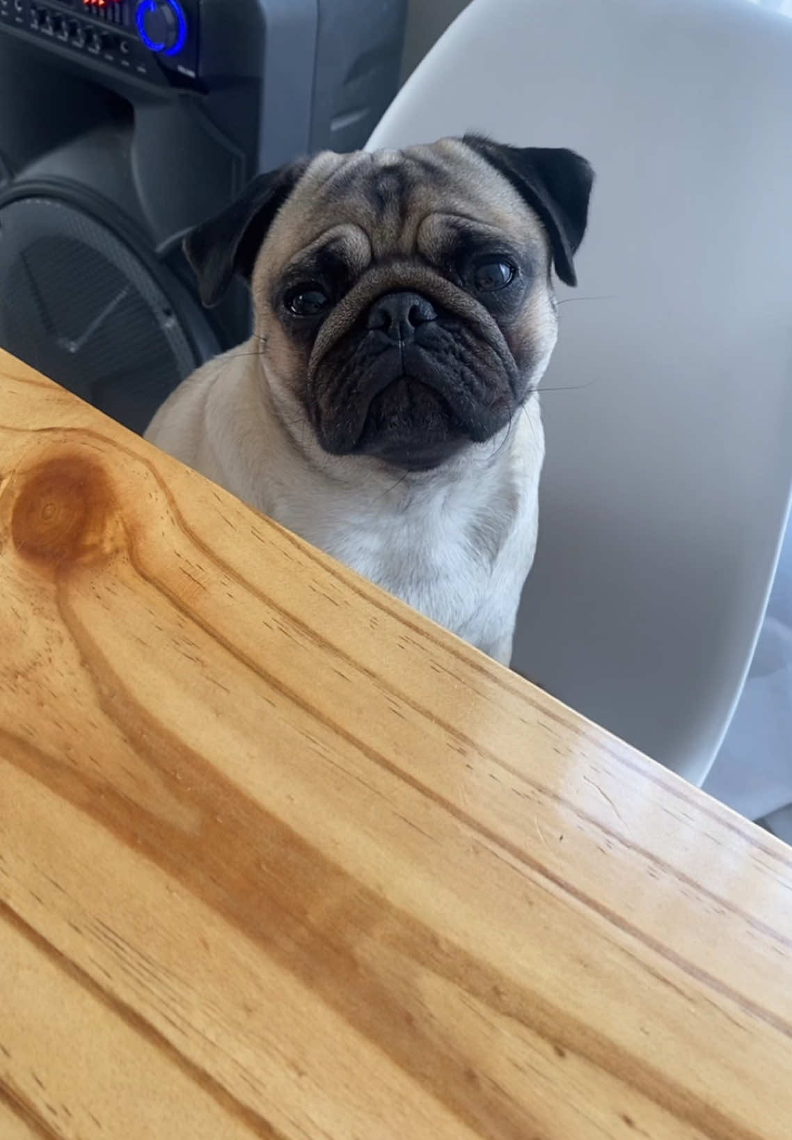 @Moka_lapug