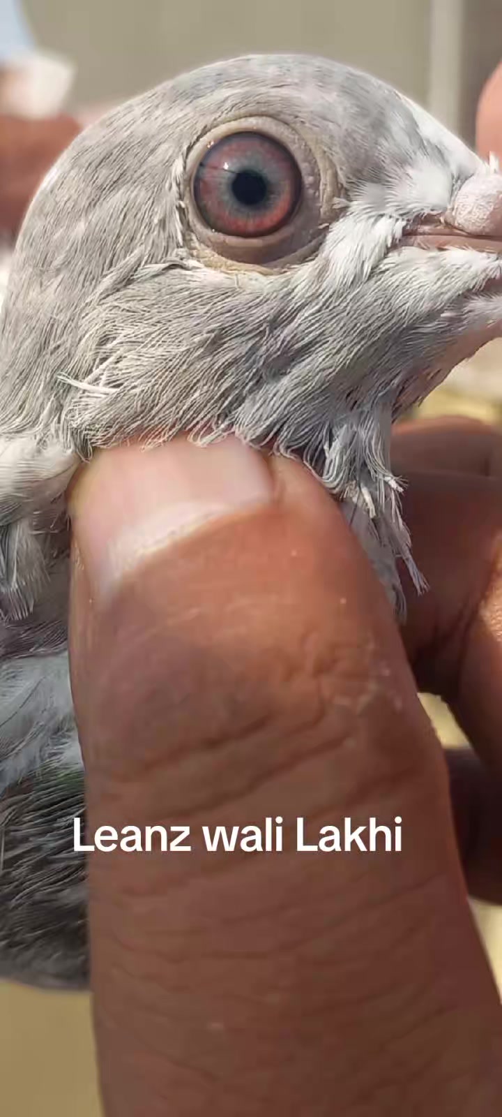 @Ranakasuripigeon