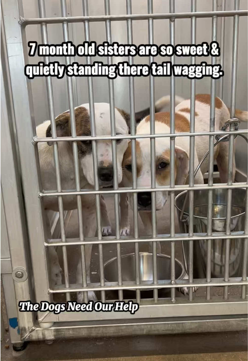 @The Dogs Need Our Help