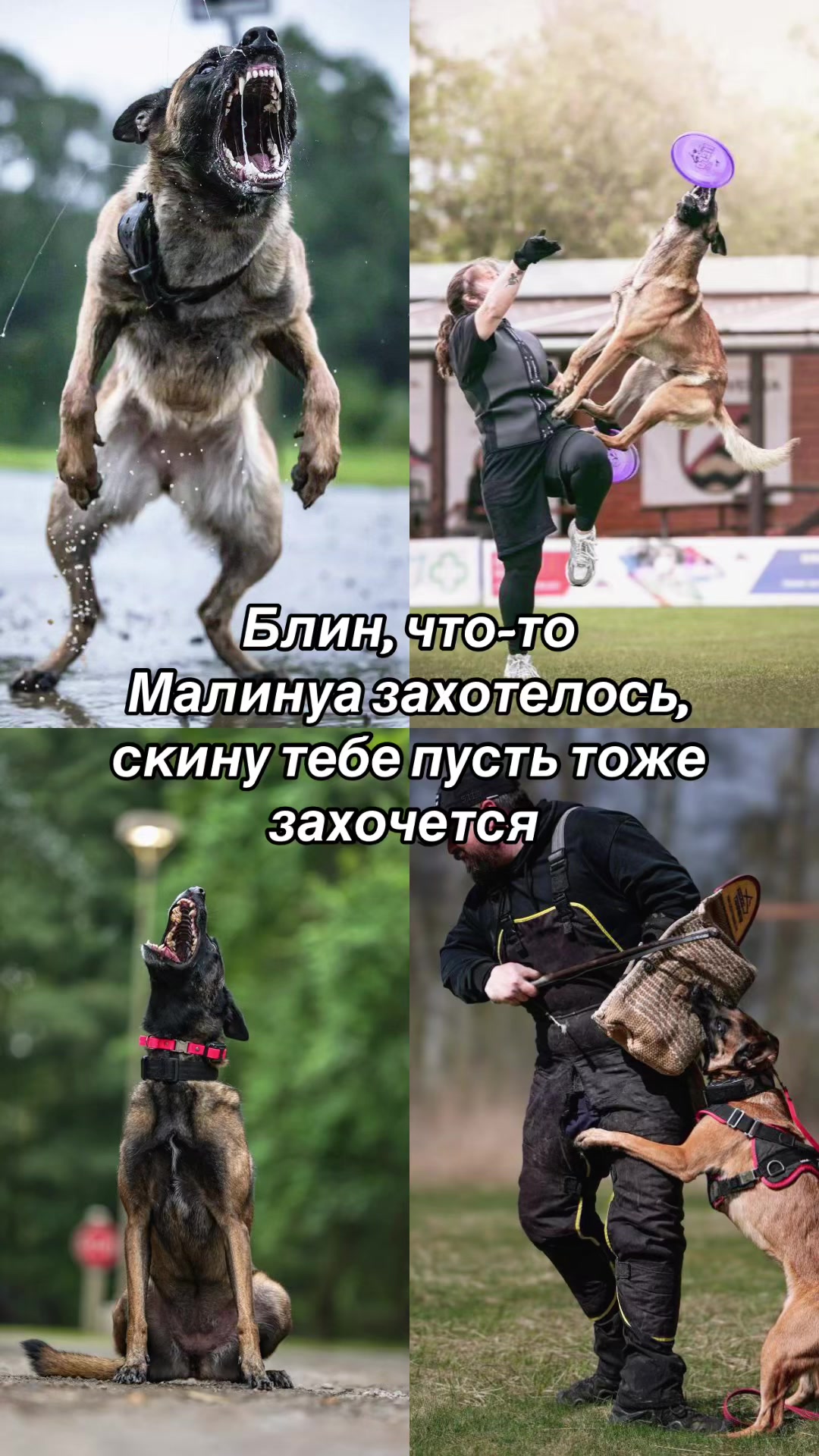 @тгк- ушастые псины