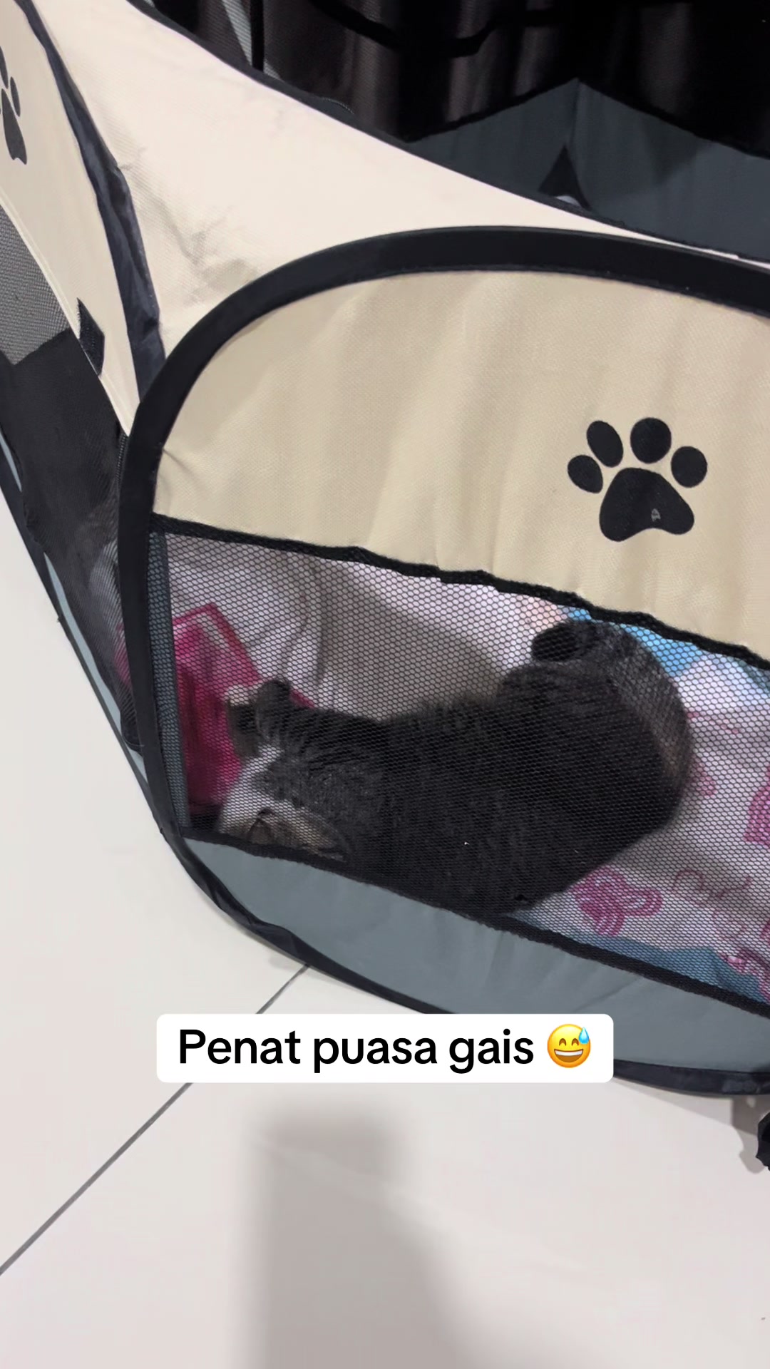 @gengbulus