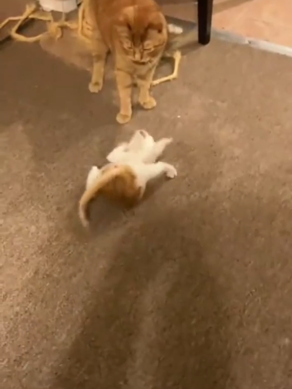 @Catman