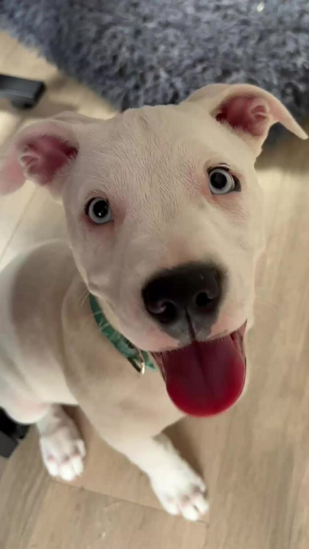 @Auckland Puppy Rescue
