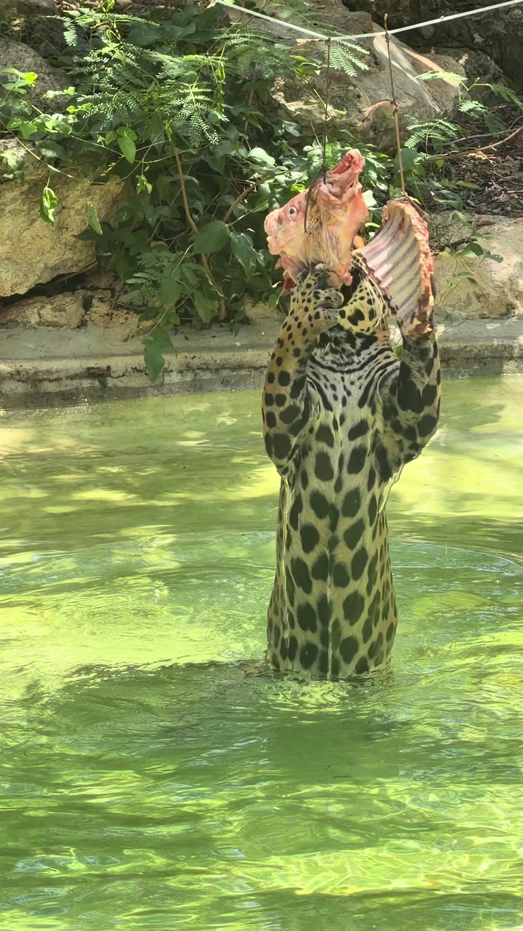 @Jair Herrera 🐆