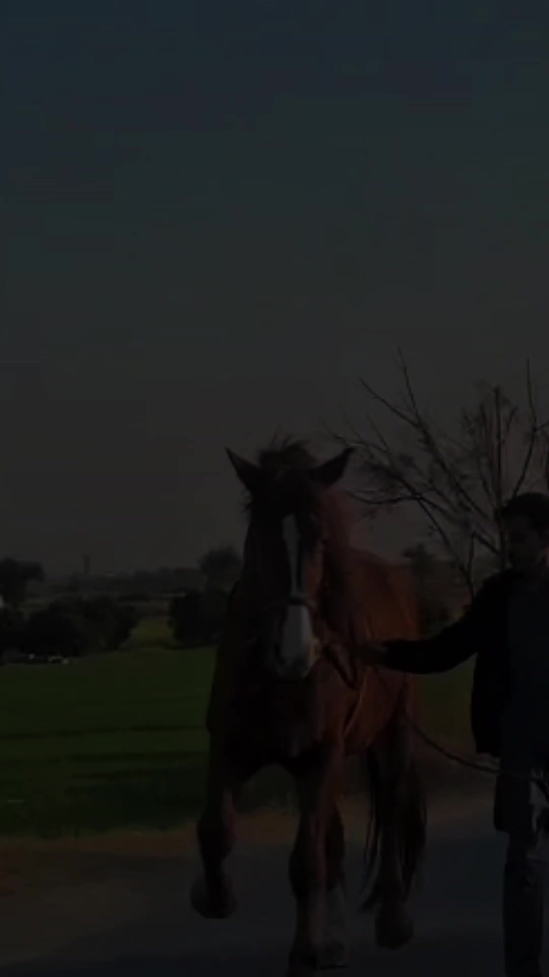 @مرکزی ذوالجناح تلہ گنگ