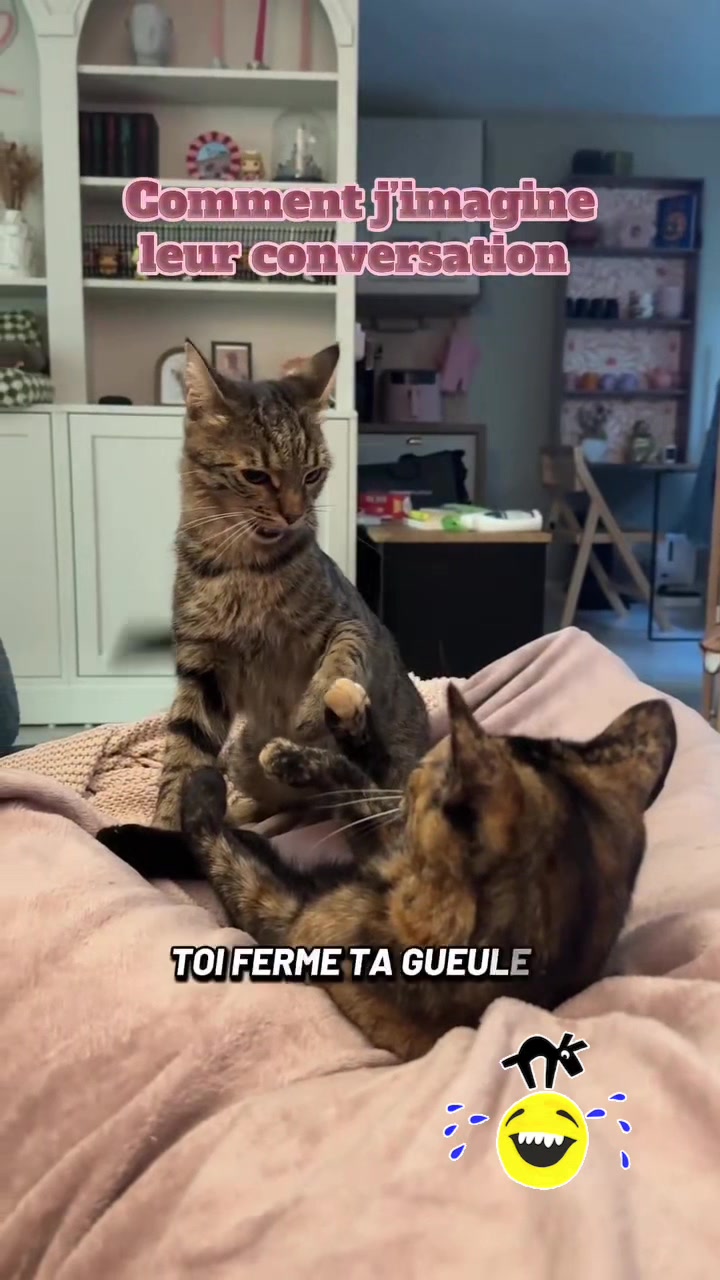 @Catcat