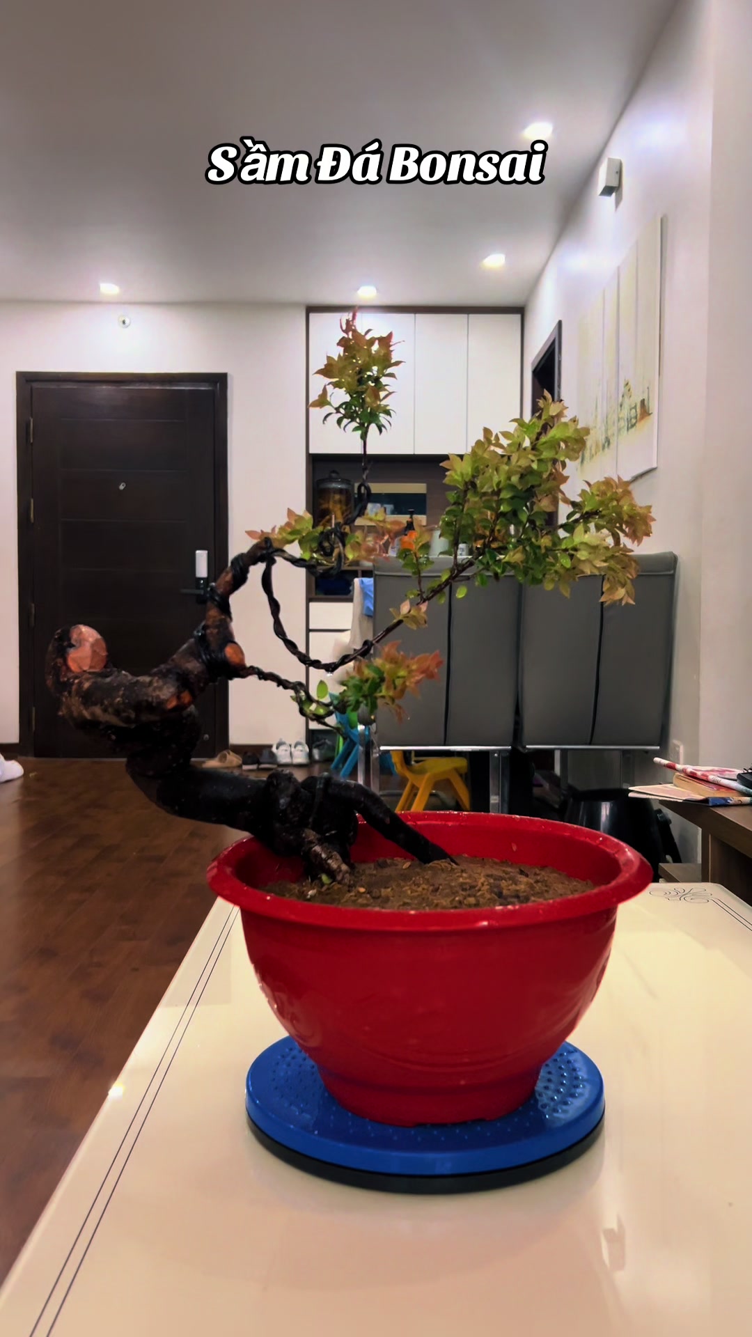 @Minh Phong Bonsai