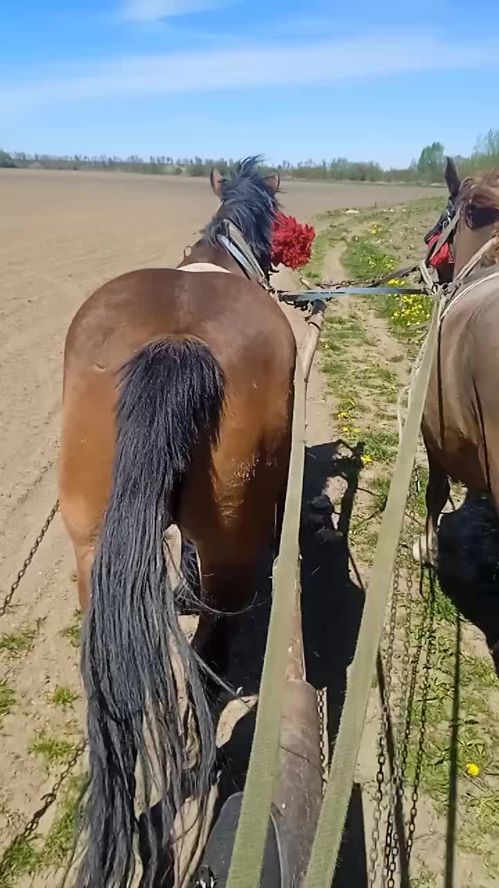 @коні в моді при любій погоді