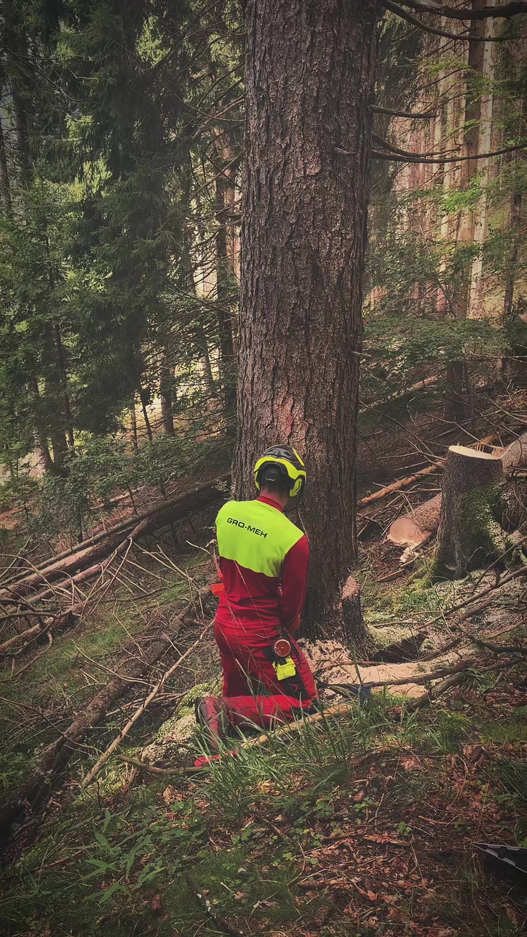 @forestexport
