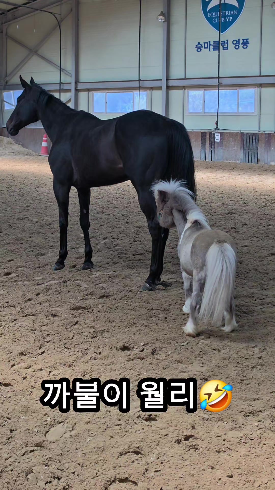 @작은말월리 | 월리플랍🦄