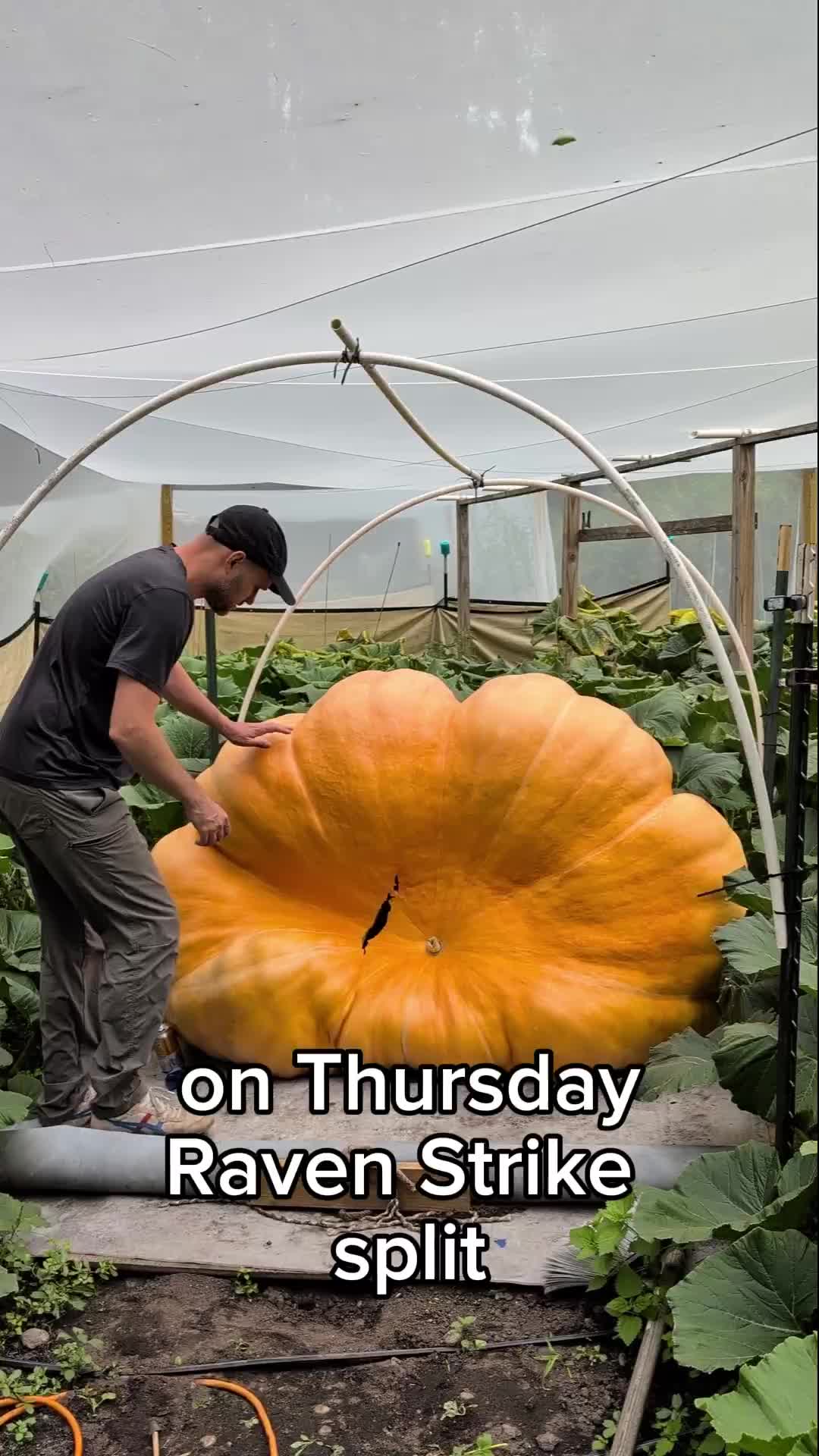 @bigpumpki