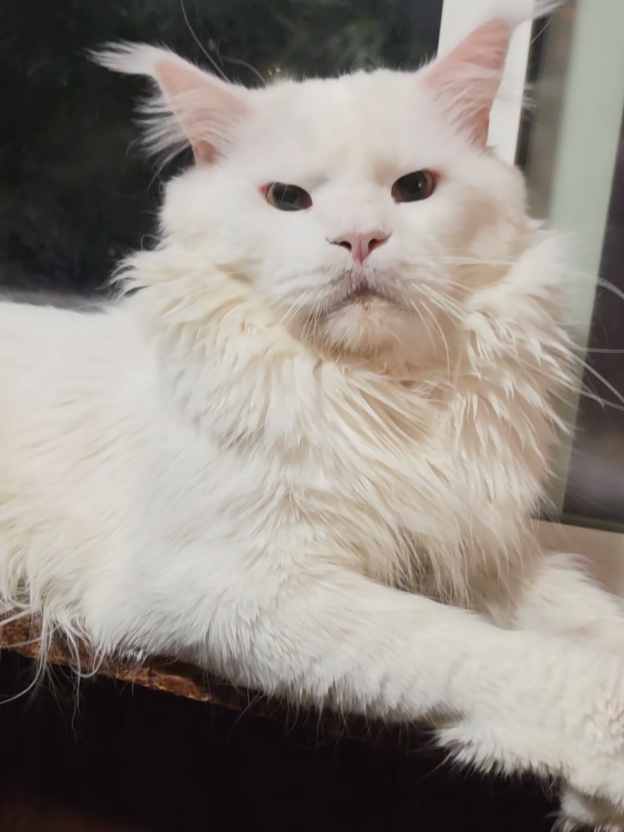 @Peaky Claws Cattery