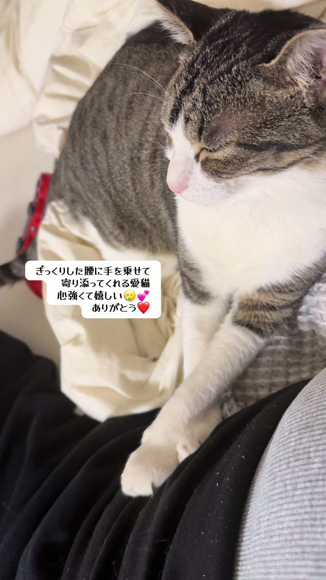 @MimitheNapcat