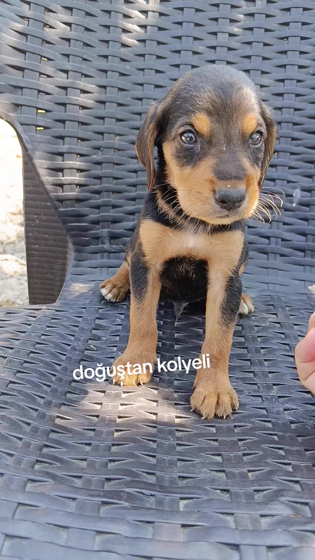 @avcı huseyin