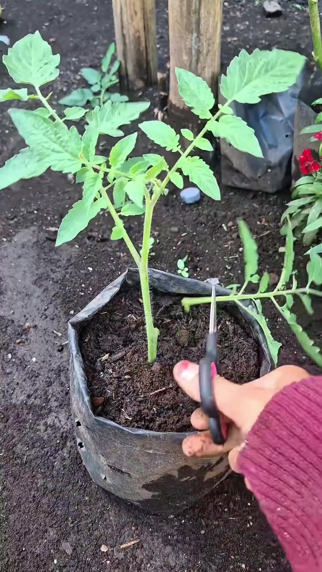 @PROFESSIONALGARDENING