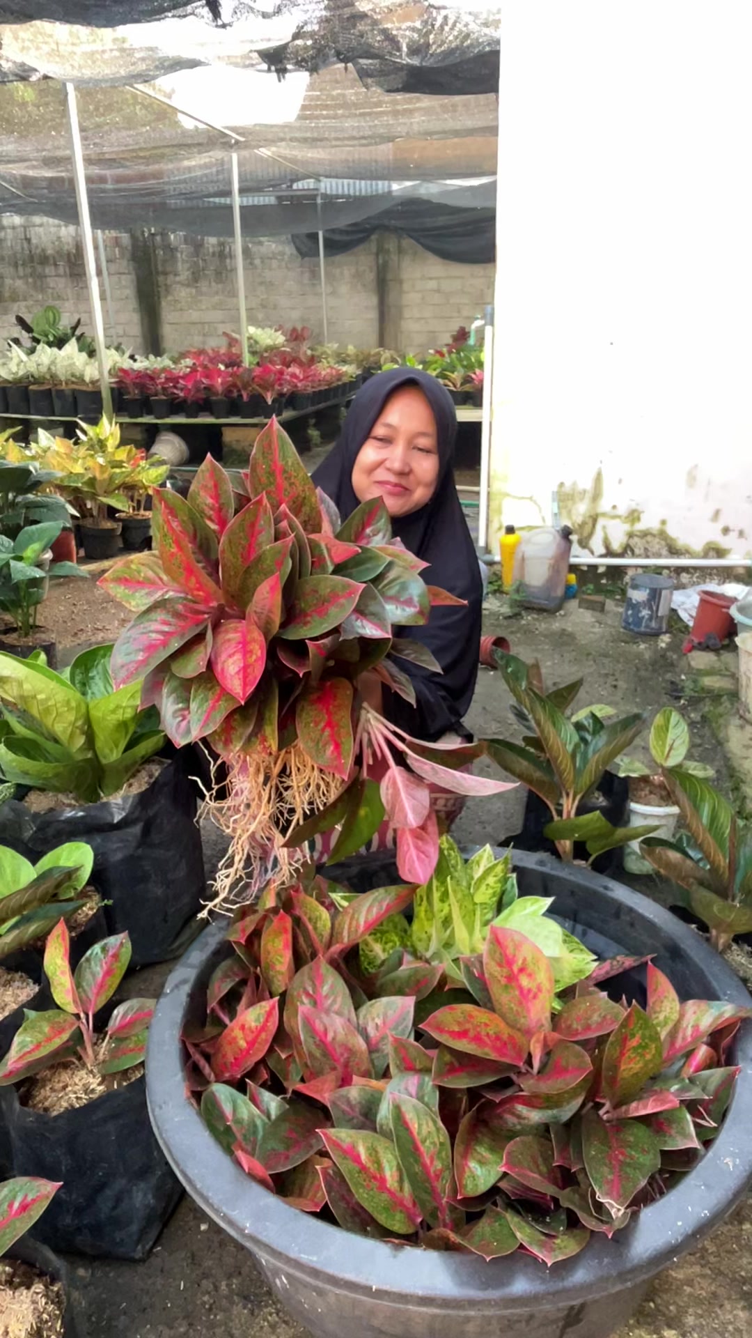 @Amila Flowers
