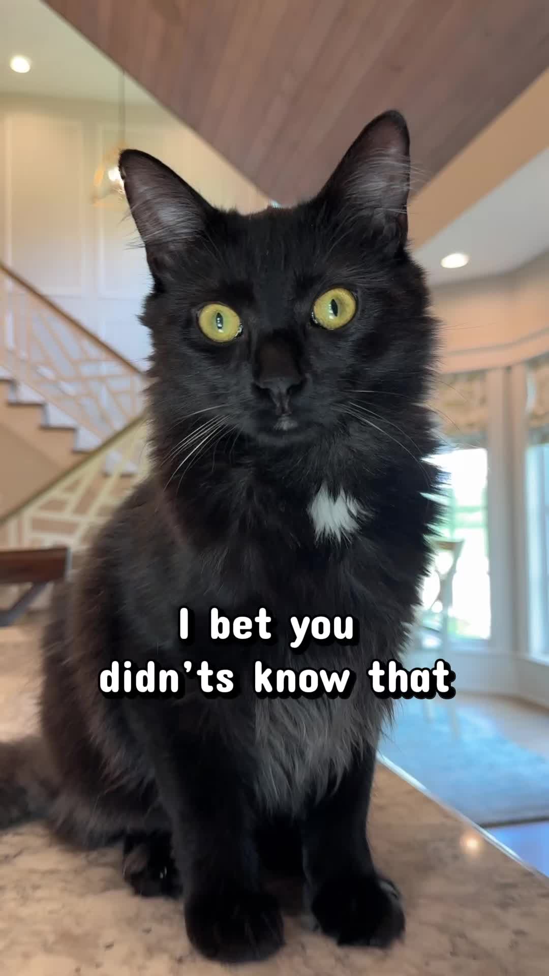 @Winnie: Maine Coon Kitty